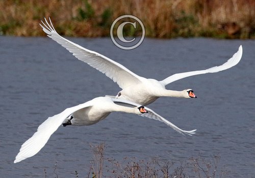 Mute Swans in Flight DM1731
